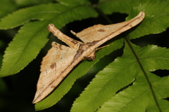 Hyposidra infixaria