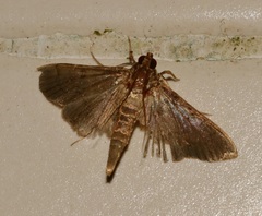 Omiodes tristrialis