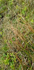 Oreojuncus trifidus