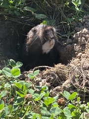 Thomomys bulbivorus