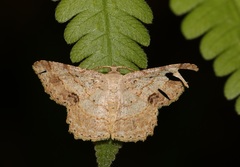 Calletaera subexpressa