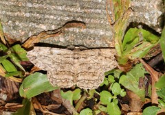 Hypomecis transcissa