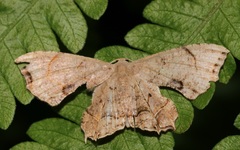 Dysaethria moza