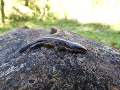 Pholidobolus vertebralis