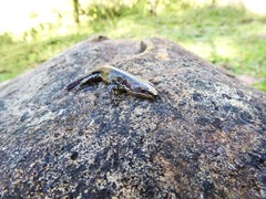 Pholidobolus vertebralis