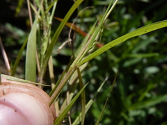 Eragrostis frankii