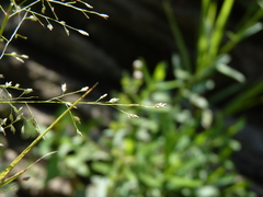 Eragrostis frankii