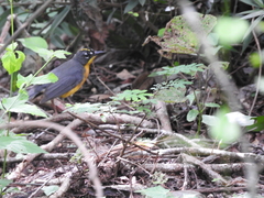 Basileuterus lachrymosus