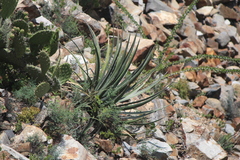 Agave difformis