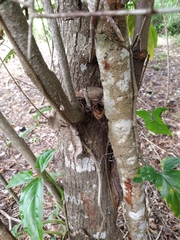 Leucaena diversifolia