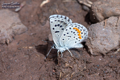 Euphilotes centralis