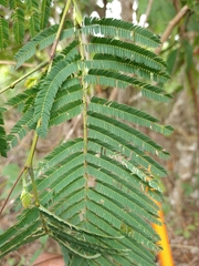 Leucaena diversifolia