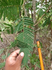 Leucaena diversifolia