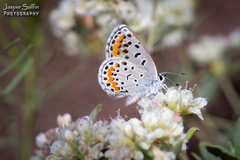 Euphilotes spaldingi