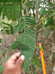 Leucaena diversifolia