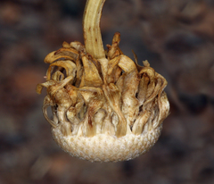 Enceliopsis covillei