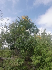 Tecoma stans velutina