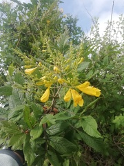 Tecoma stans velutina