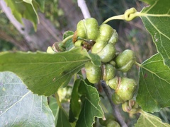 Pemphigus spyrothecae