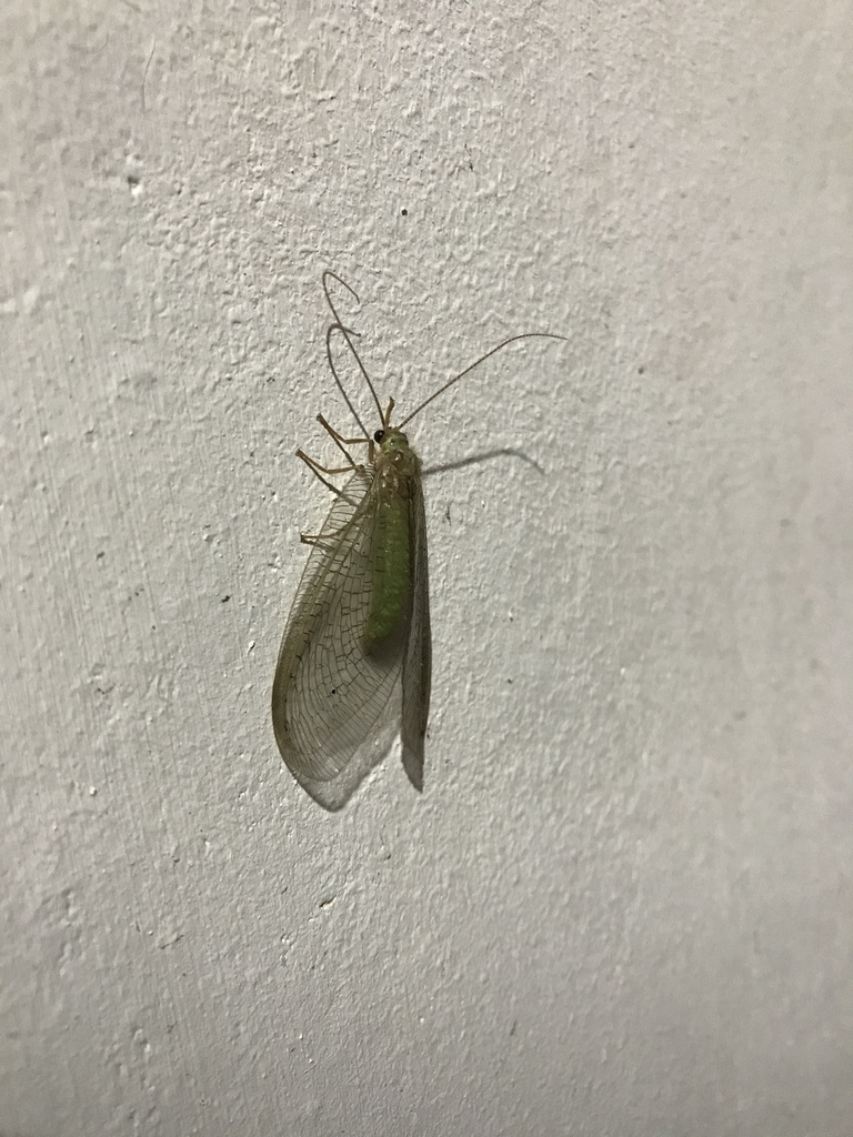 Adamsiana curoei