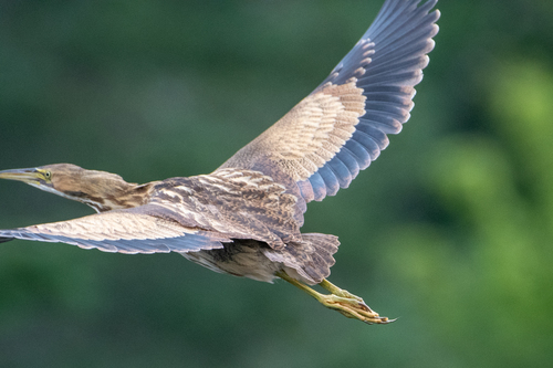 American Bittern photographed in Vermont