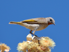 Conopophila rufogularis