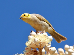 Ptilotula flavescens
