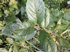Rhamnus alnifolia