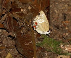 Strephonota adela