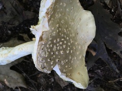 Amanita canescens