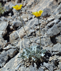 Enceliopsis nudicaulis