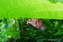 Polygonus savigny savigny