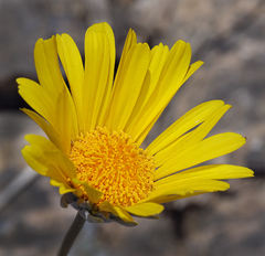 Enceliopsis nudicaulis