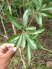 Daphnopsis americana