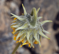 Enceliopsis nudicaulis