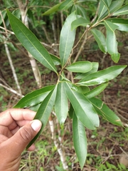 Daphnopsis americana