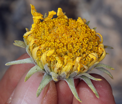 Enceliopsis nudicaulis