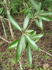 Daphnopsis americana