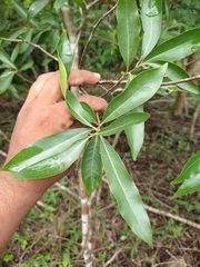 Daphnopsis americana