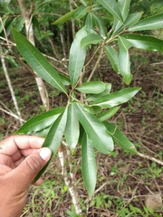 Daphnopsis americana