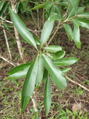 Daphnopsis americana