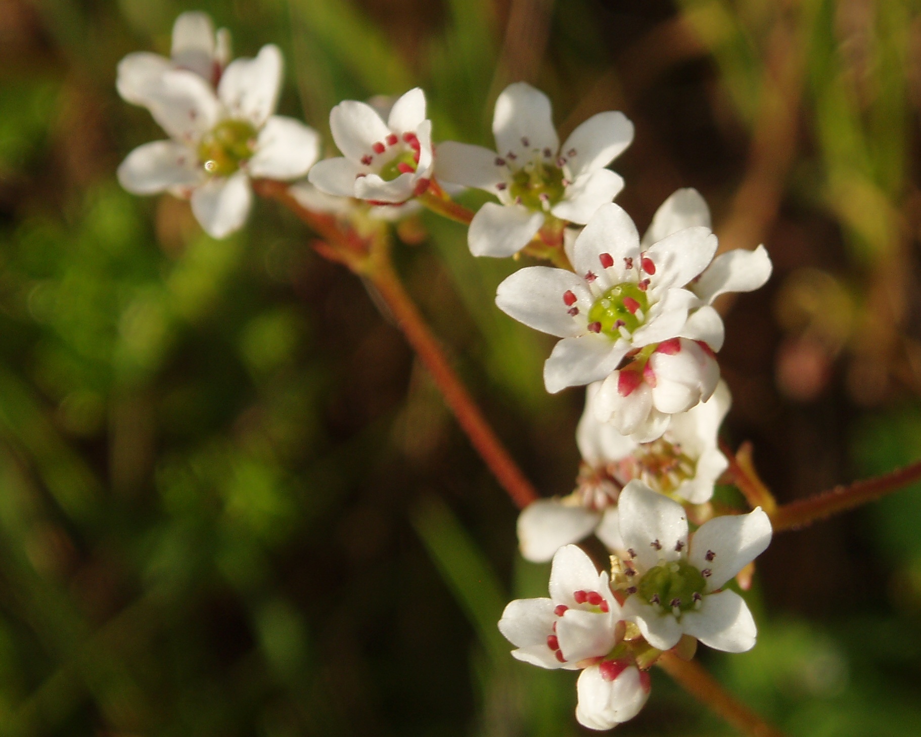 Micranthes californica