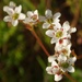 California Saxifrage - Photo (c) Tom Hilton, some rights reserved (CC BY)