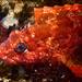 Largemouth Blenny - Photo (c) Stefanie, some rights reserved (CC BY-NC), uploaded by Stefanie