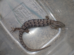 Elgaria multicarinata webbii