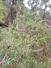 Pultenaea muelleri