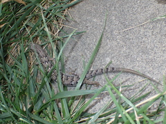 Elgaria multicarinata webbii