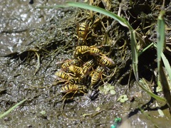 Vespula sulphurea