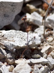 Eriogonum nortonii