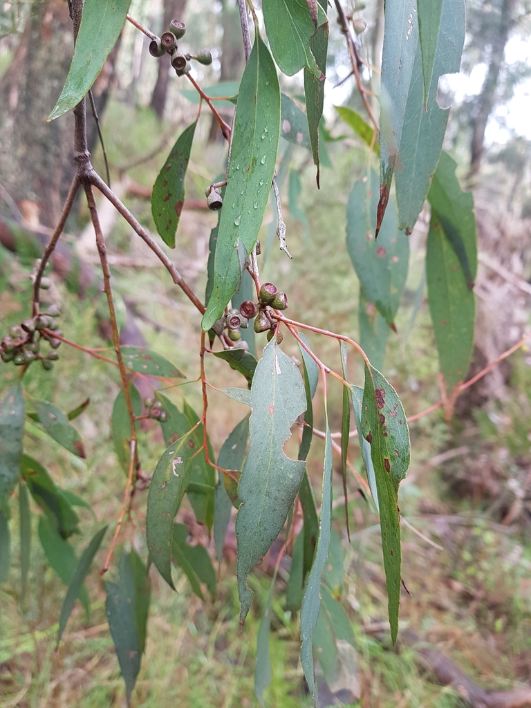 narrowleaf peppermint gum from Mount Dandenong VIC 3767, Australia on